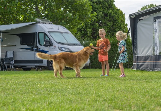 mit Hund Komfortplatz auf Campingwiese