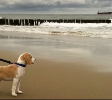 Lekker met je hond wandelen aan het strand.jpg