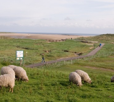 Schapen aan de dijk