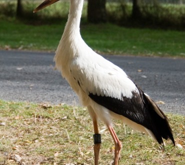 Ooievaar